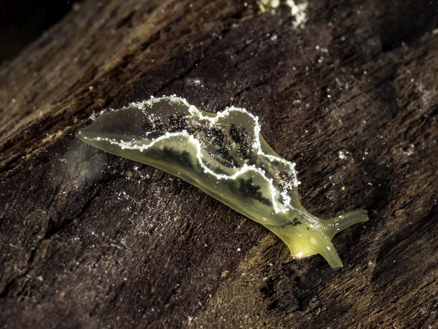 Elysia obtusa